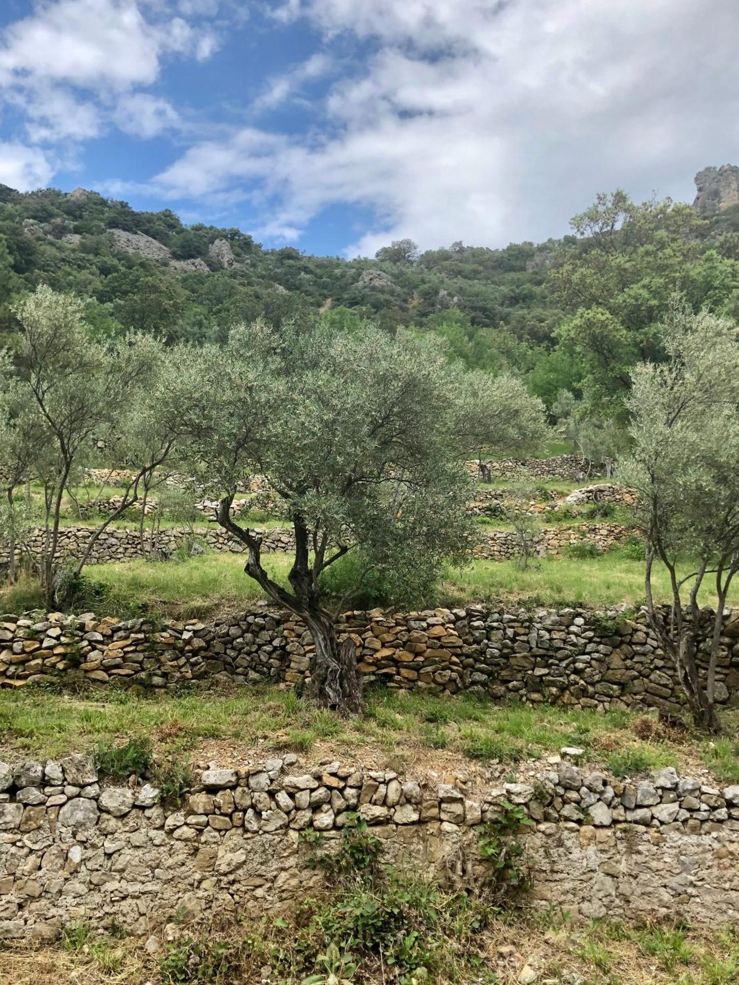 Charmante Maison A Saint Guilhem Le Desert Exterior foto